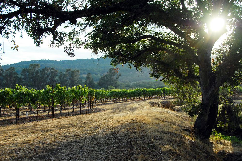 A shot of a vineyard with a large tree