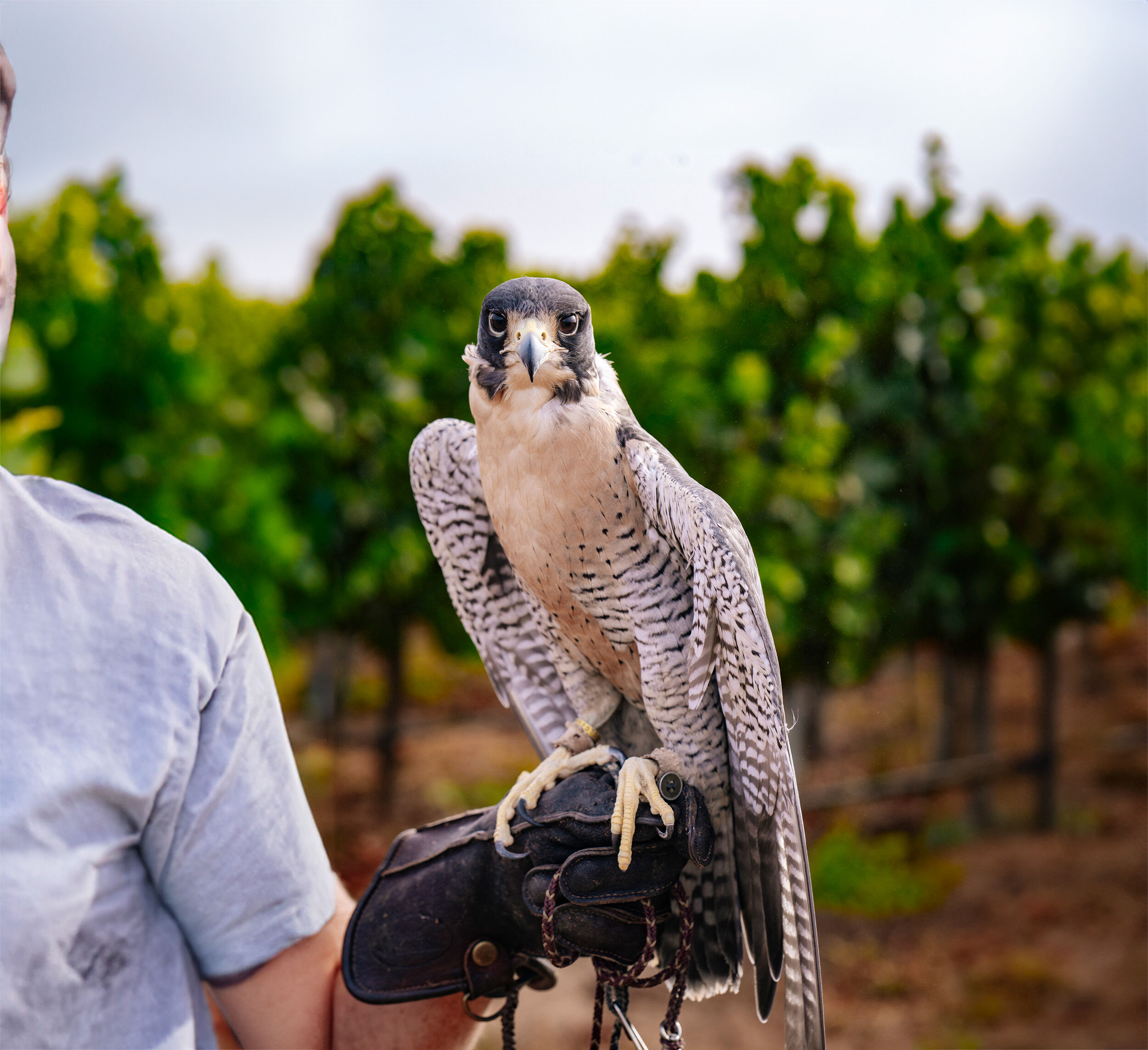 Falconer with a falcon in a vineyard.